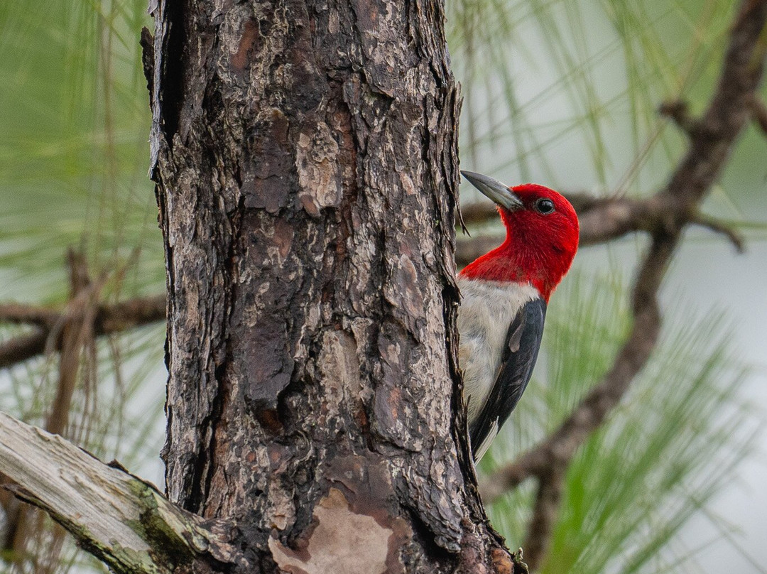 Spirit of the Wild Wildlife Management Area-Felda必去景点