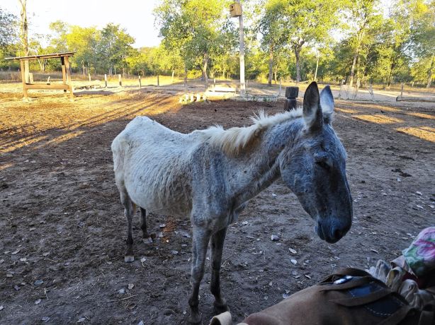 Hotel Ueso Pantanal-旅行者