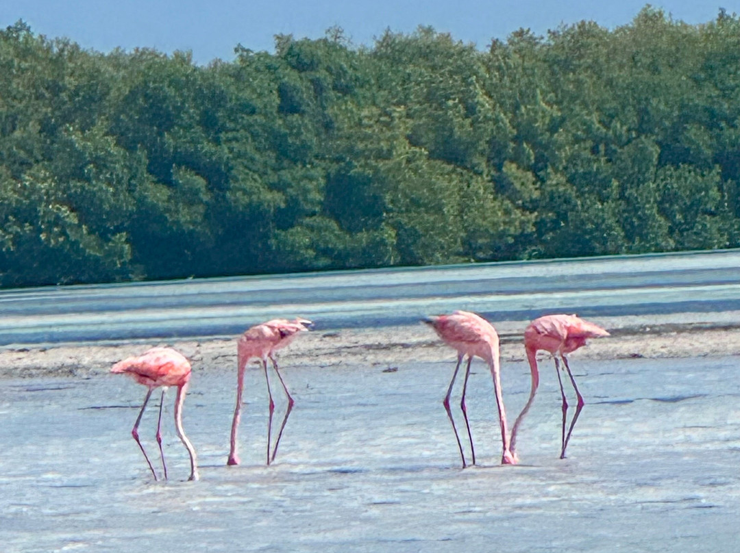 My Holbox Tours-Holbox必去景点