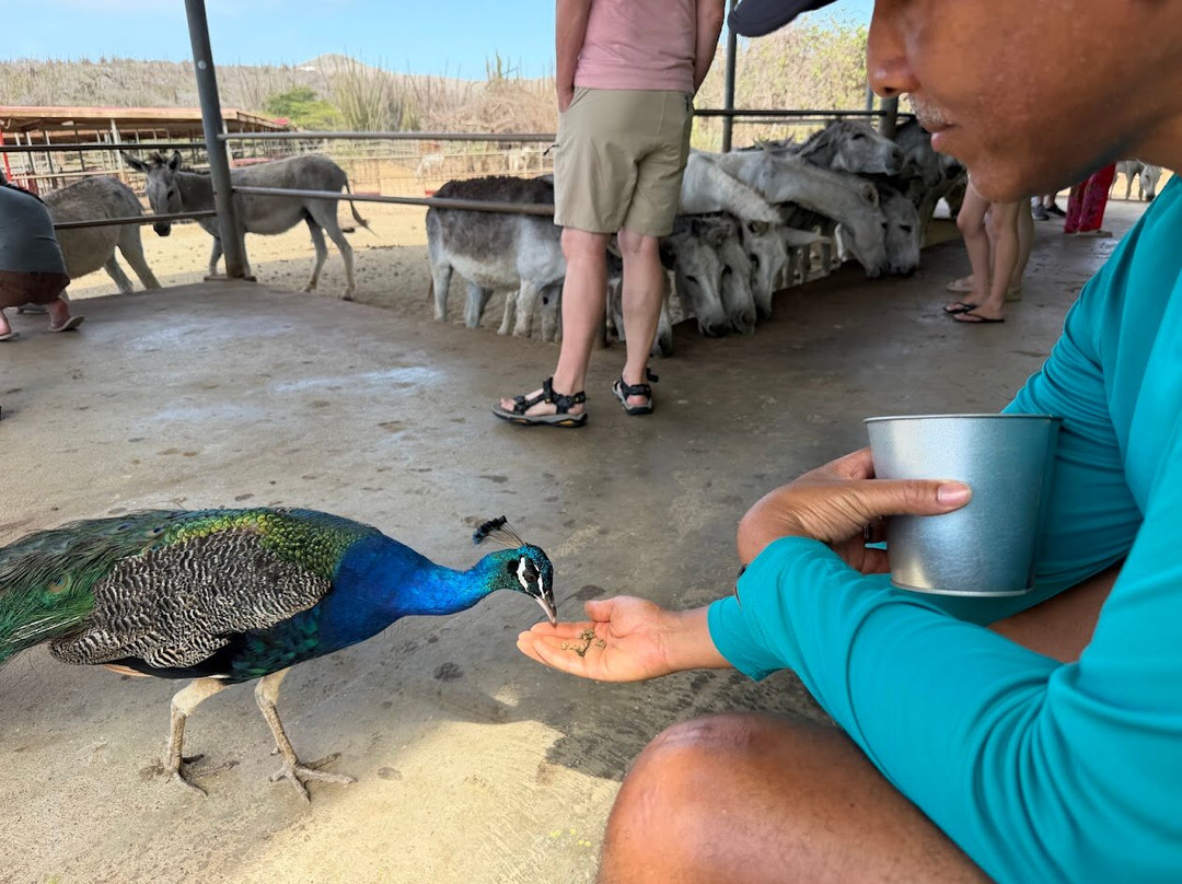 Donkey Sanctuary Aruba-Santa Cruz必去景点