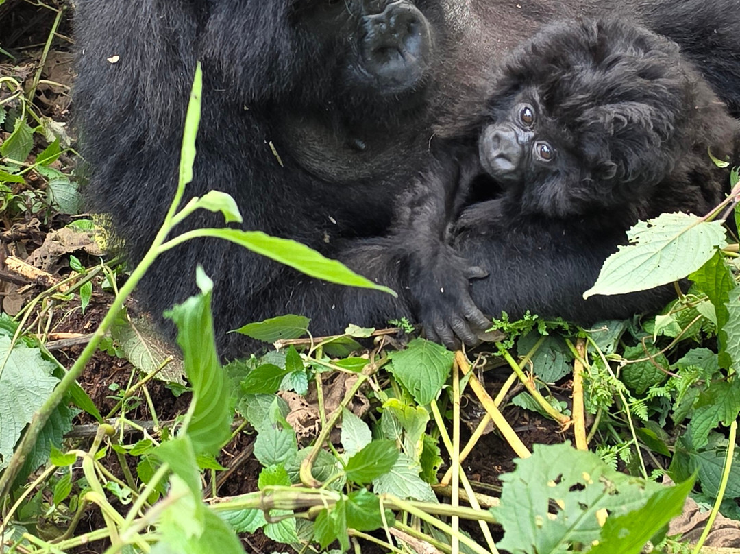 Volcanoes National Park Rwanda-Musanze District必去景点