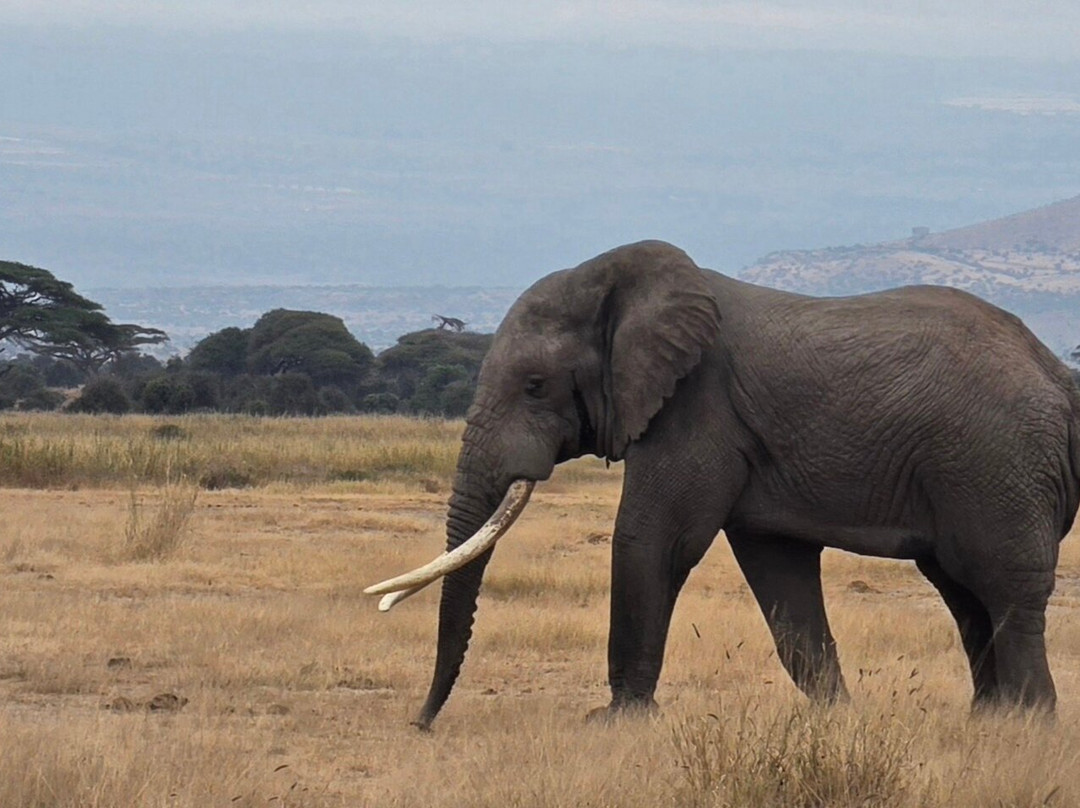 Amboseli National Park-Amboseli Eco-system必去景点