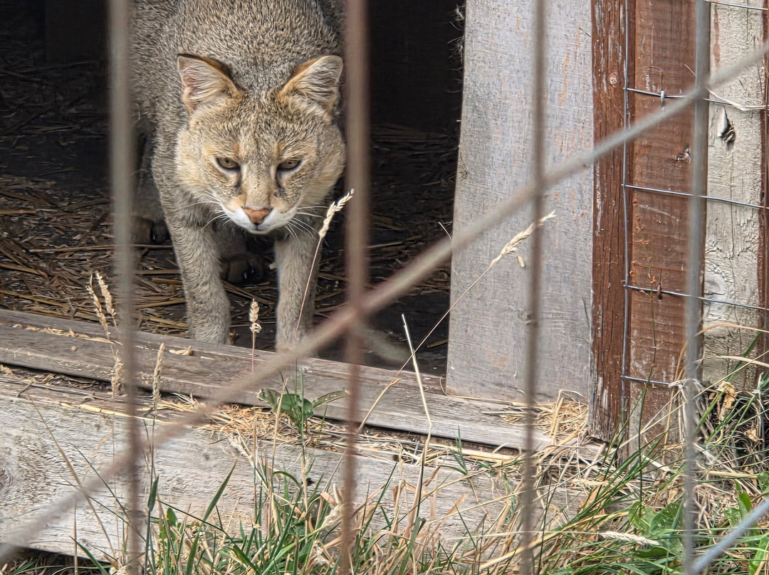 Ark Wildlife Park & Exotic Animal Sanctuary-Stickney必去景点