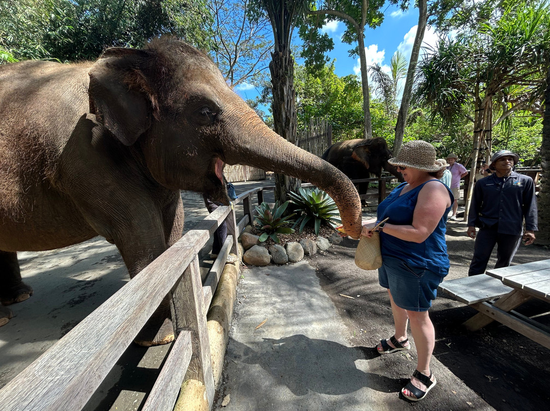 Bali Elephant Park-登巴萨必去景点