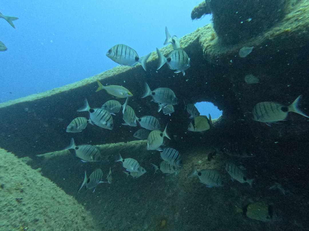 Ecological Divers Tenerife-Los Abrigos必去景点