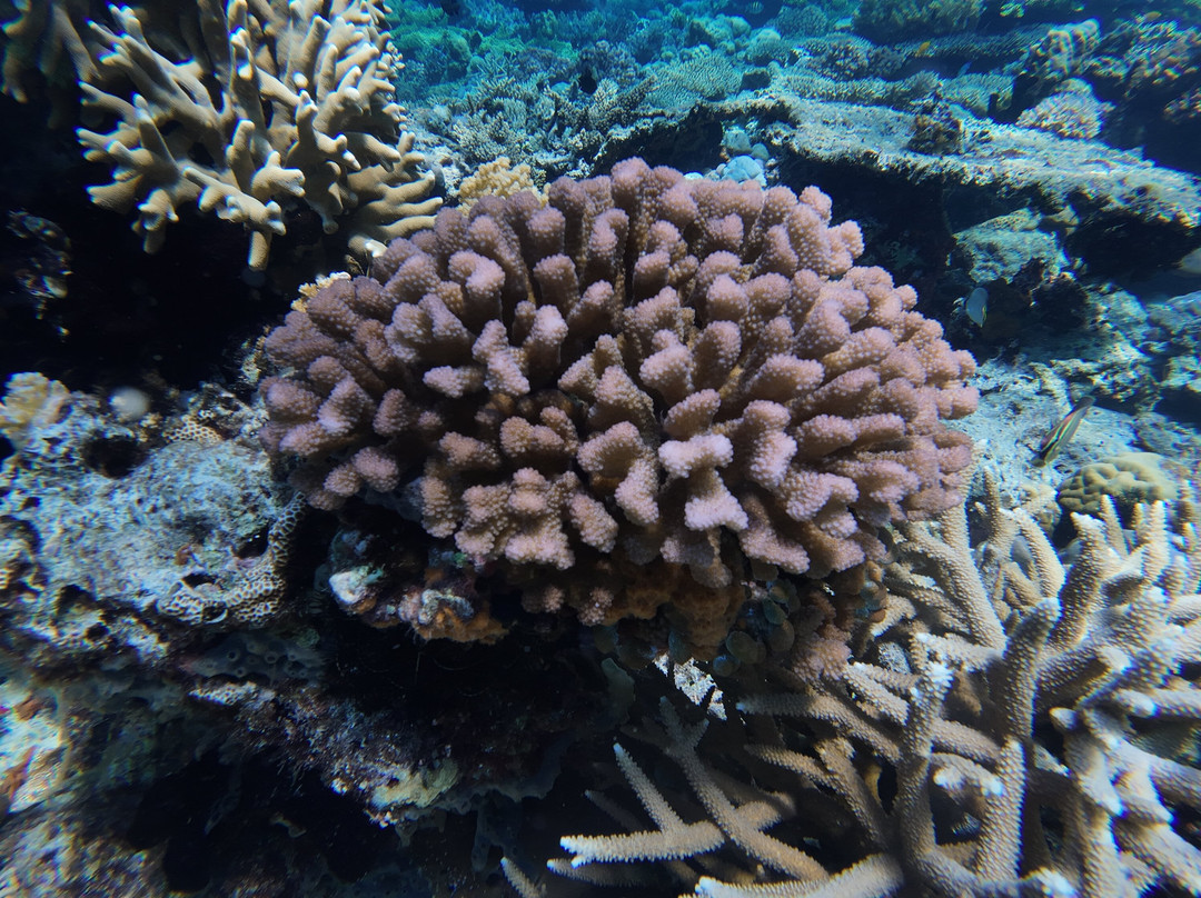 阿波岛海洋保护区-Apo Island必去景点