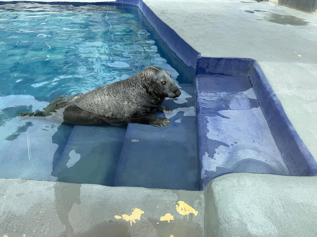 Cornish Seal Sanctuary-Gweek必去景点