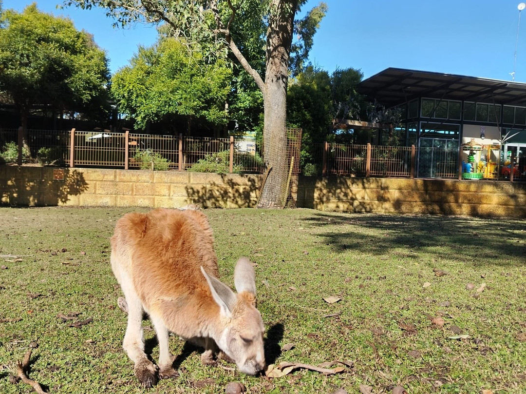 Caversham Wildlife Park-怀特曼 必去景点