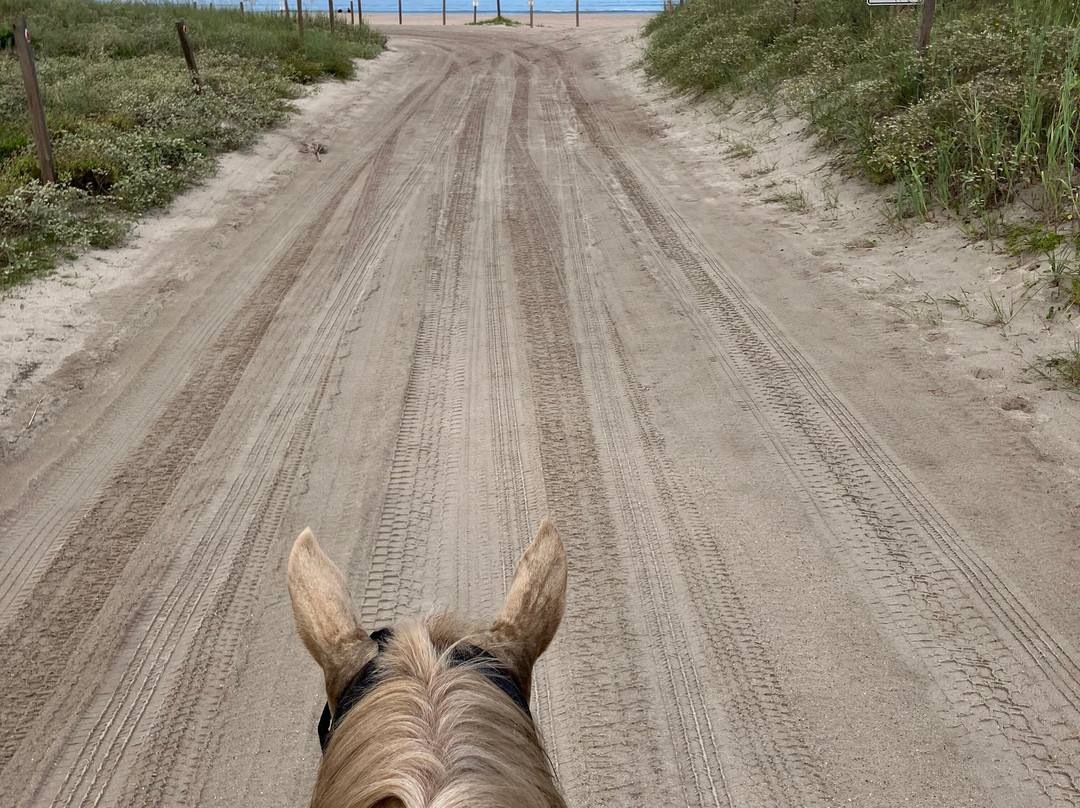 Amelia Island Horseback Riding-费尔南迪纳岛必去景点