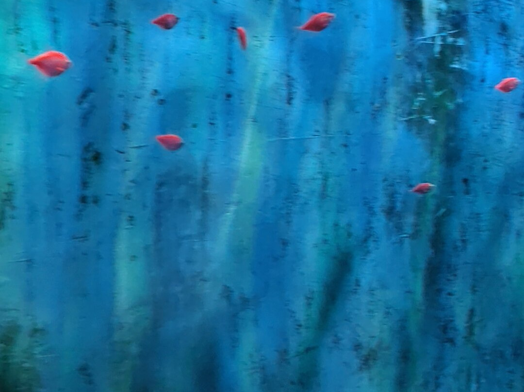 Lokaranjan Aqua World Underwater Zoo-迈索尔必去景点