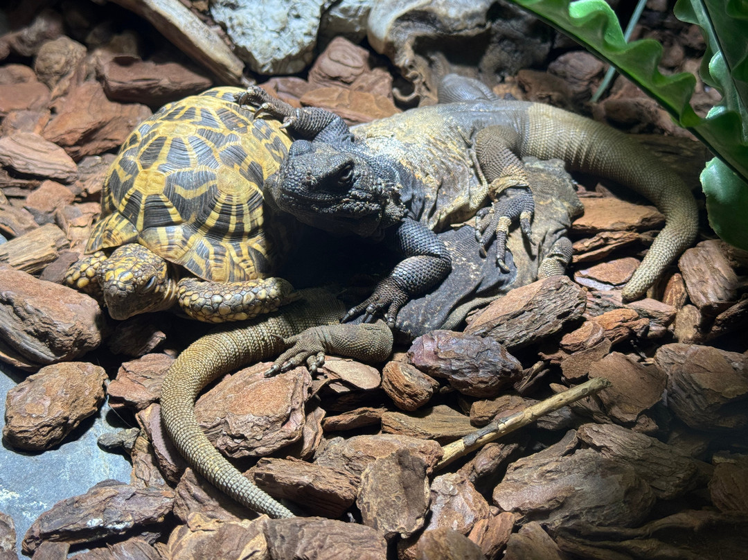 Elapsoidea Vivarium de Meyrin-梅林必去景点