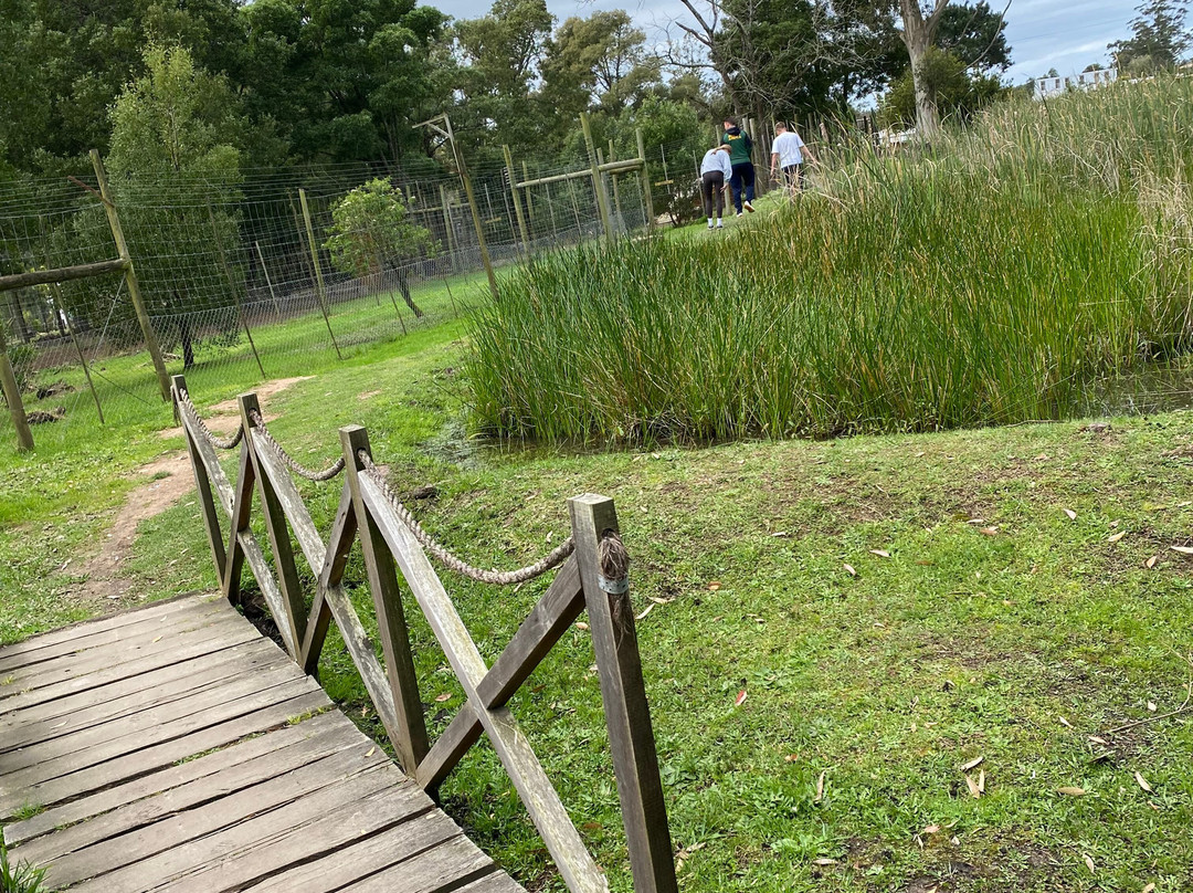 Garden Route Wolf Sanctuary-普利登堡湾必去景点