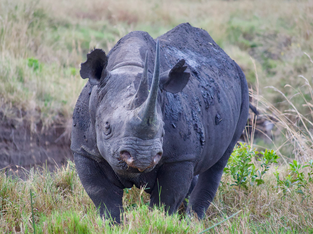 Activentures Africa Safaris-坎帕拉必去景点