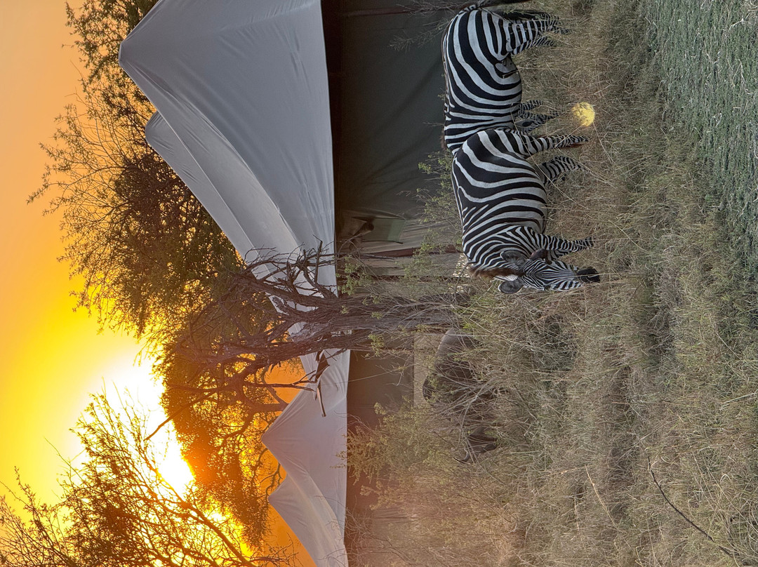Rhino Africa Safaris-开普敦中心区必去景点