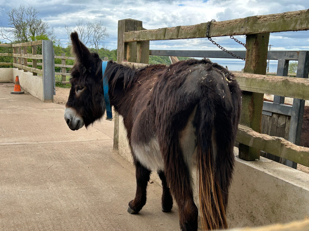 The Donkey Sanctuary-西德茅斯必去景点