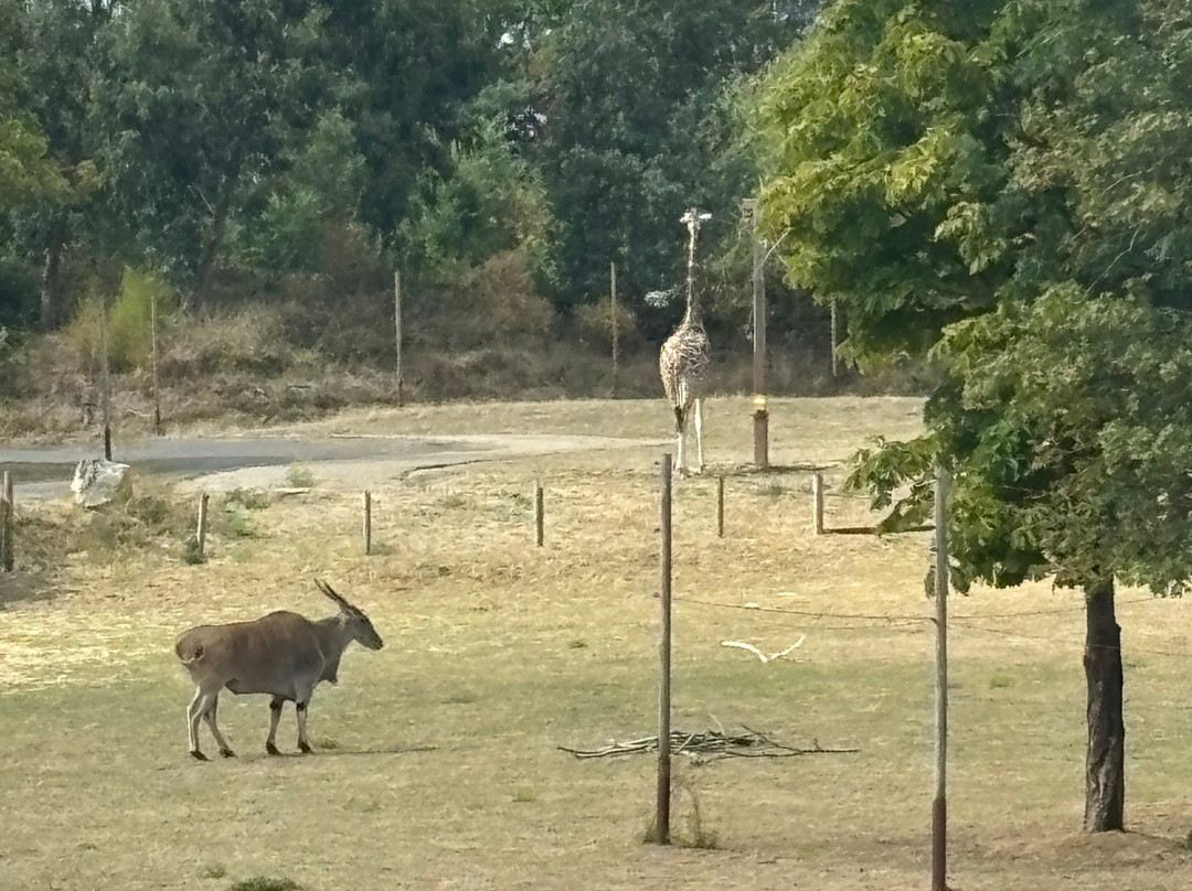 Chessington Safari Hotel主图