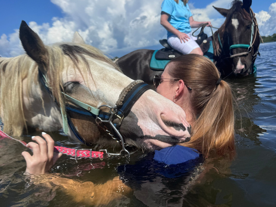 Florida Beach Horses-布雷登顿必去景点