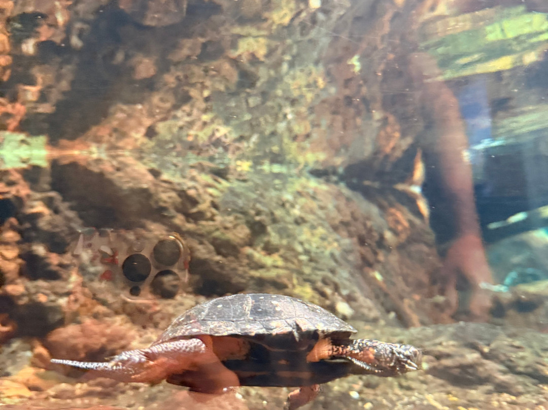 田纳西水族馆-查塔努加必去景点