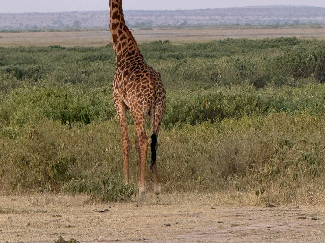 KingTomondo Safaris Kenya-蒙巴萨必去景点