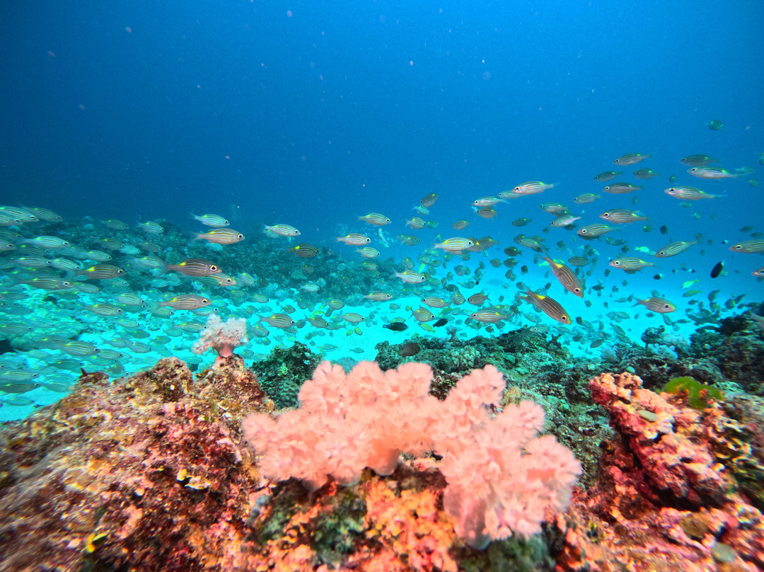 Orca Dive Club - Pereybere-Pereybere必去景点
