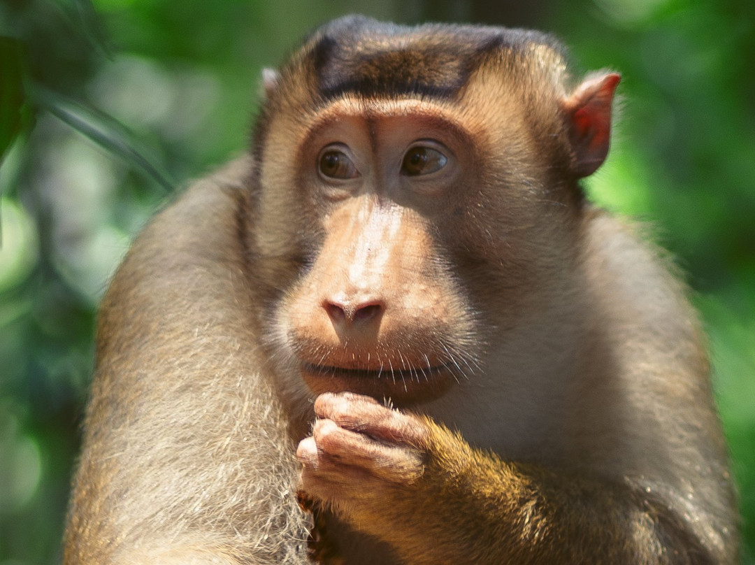 Bukit Lawang Trekking-武吉拉旺必去景点