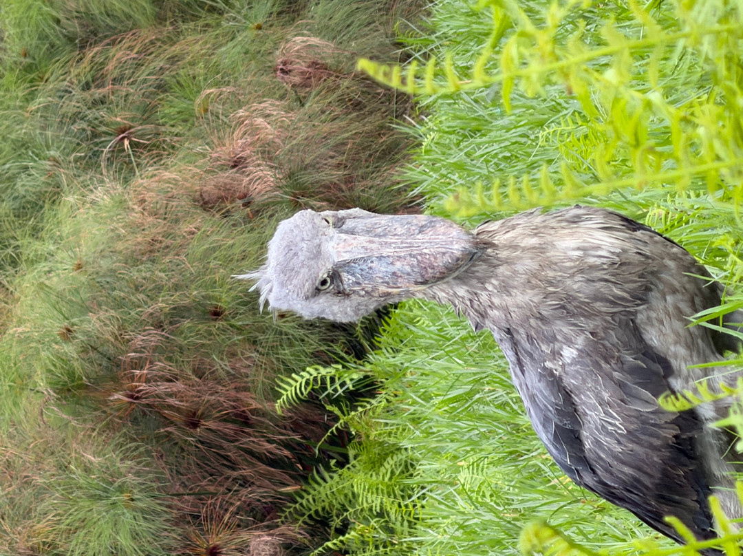Mabamba Swamp Shoebill Bird Watching-恩德培必去景点