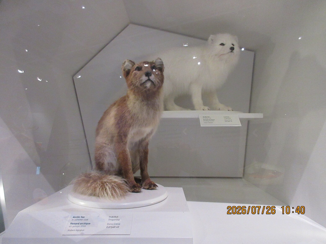 Canadian Museum Of Nature-渥太华必去景点