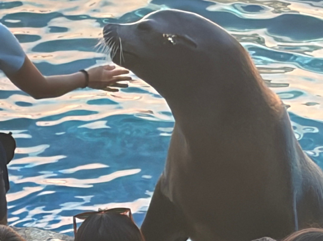 海洋世界水族馆-贝尼多姆必去景点