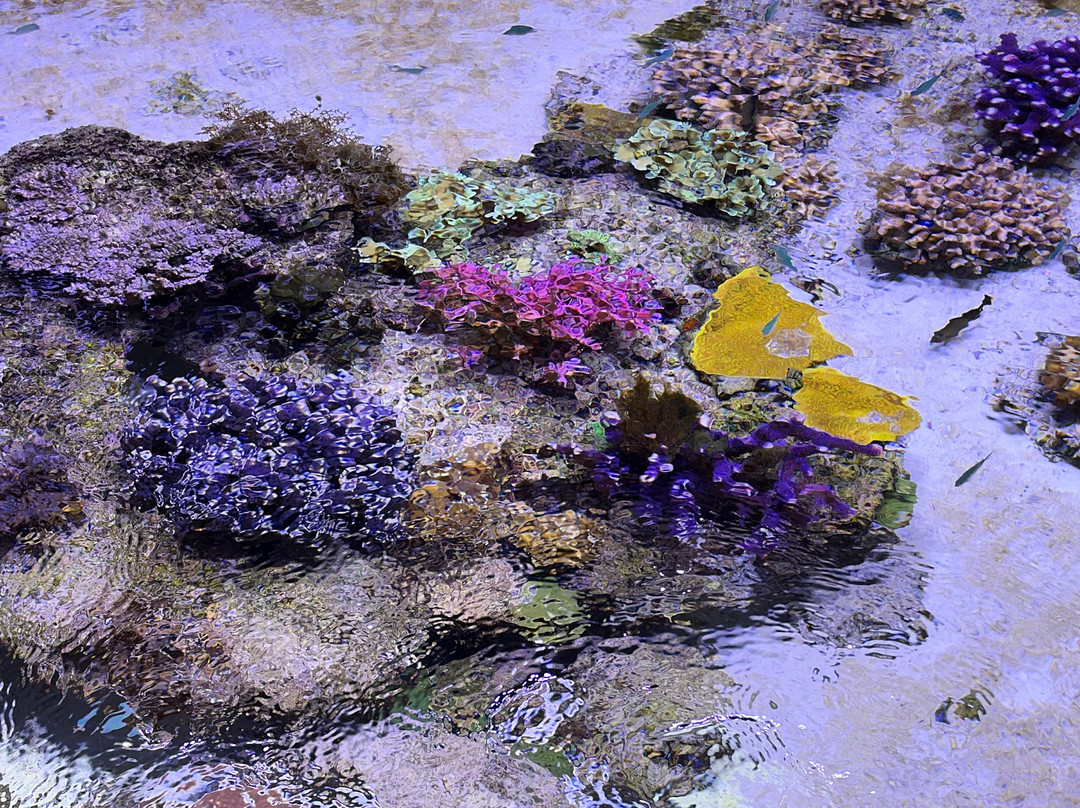 Oceanopolis-布列斯特必去景点