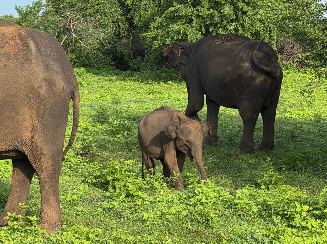 Udawalawe Lahiru Safari Guide Tours-乌达瓦拉维国家公园必去景点