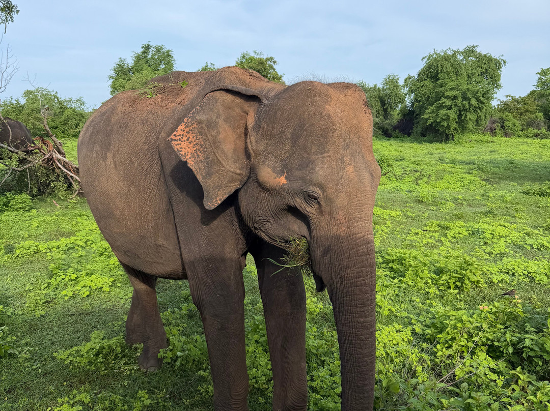 Udawalawe Lahiru Safari Guide Tours-乌达瓦拉维国家公园必去景点