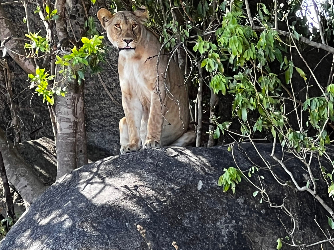Thomson Safaris