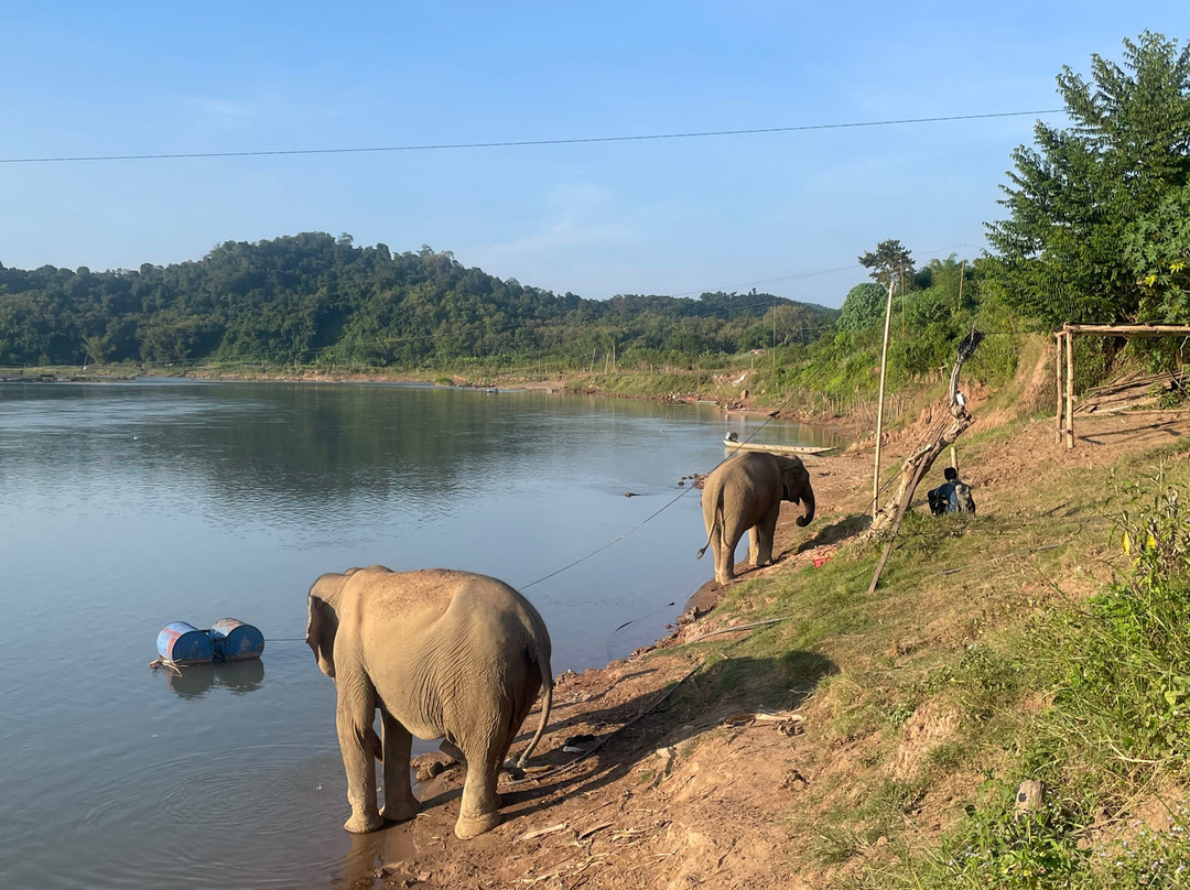 MandaLao Elephant Conservation-琅勃拉邦必去景点