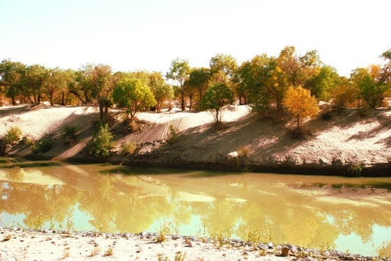 罗布泊地区湿地