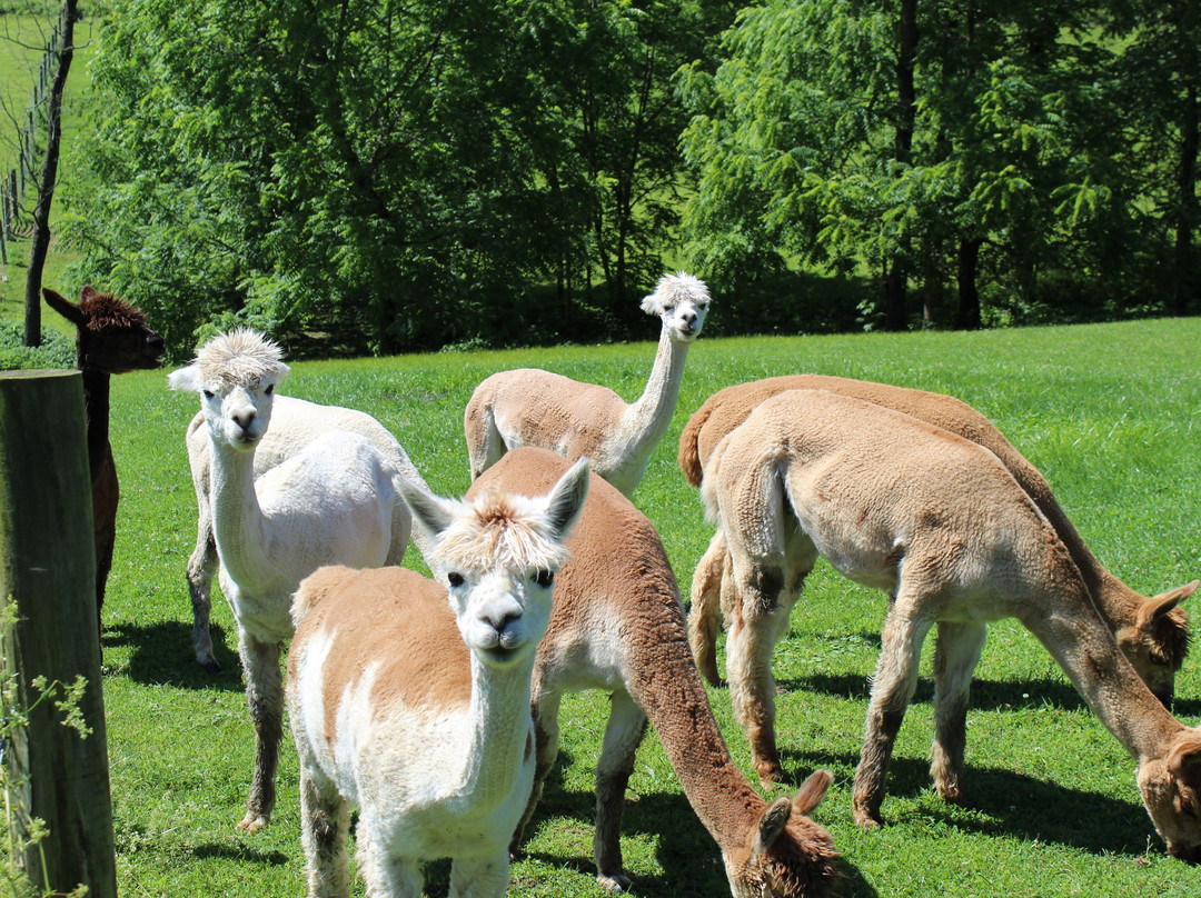 The Crafty Alpaca Farm And Store景点图片
