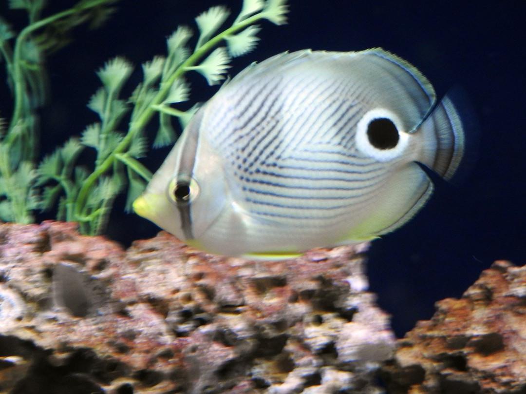 Aquarium of the National Marine Fisheries景点图片