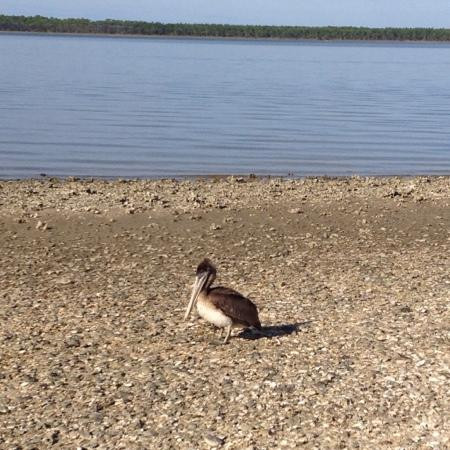 Saint Vincent National Wildlife Refuge景点图片