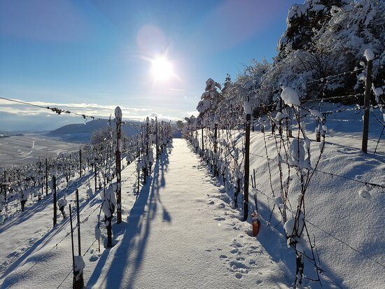 Domaine Moltès Antoine et Fils景点图片