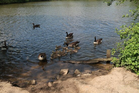 Weald Country Park景点图片