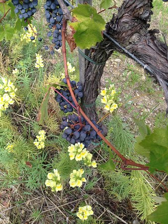 Podere Le Cinciole景点图片
