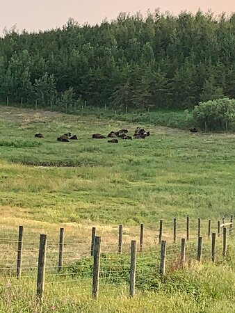 The Wood Buffalo Viewing Point and Bison Sanctuary景点图片