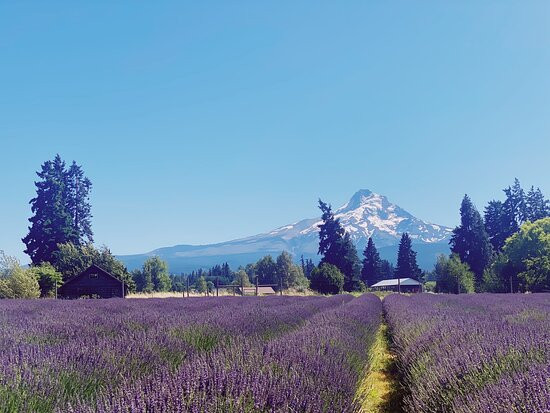 Lavender Valley-胡德里弗必去景点