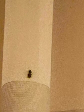 Best Western Plus Provo University Inn主图