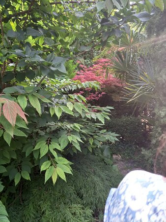 La Grenade Bleue主图