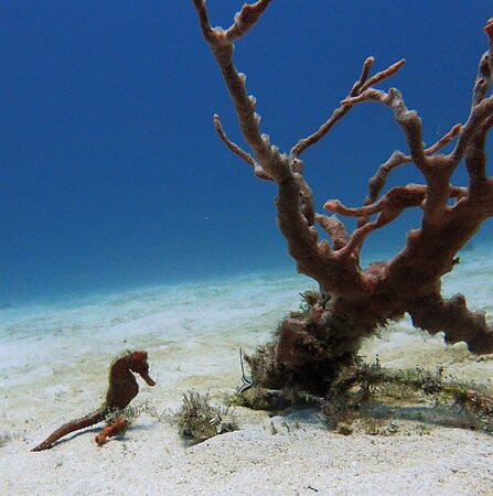 Seahorse Divers Barbados-奥伊斯廷斯必去景点