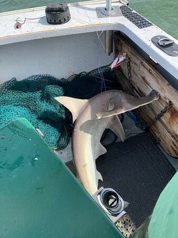 Wise Fishing Charters-美特尔海滩必去景点