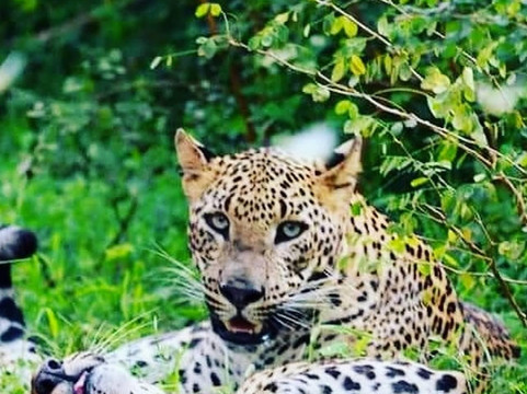 Manu Yala Safari Tour