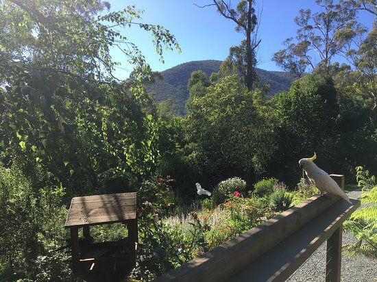 Buttercup Hill主图