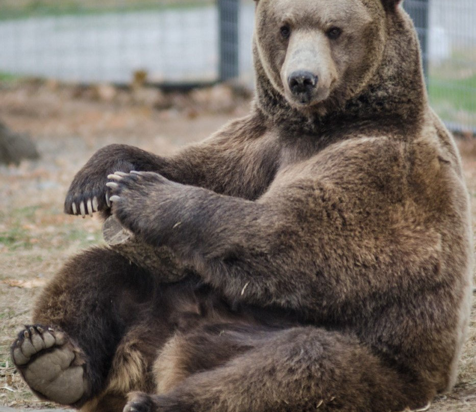 Bear's Massage景点图片
