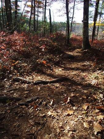 Winnie The Pooh Trail景点图片